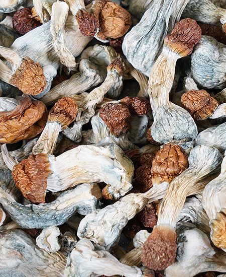 background-mushroom-home